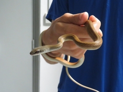 Mastigodryas boddaerti