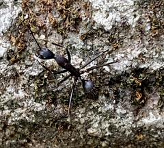 Camponotus lespesii