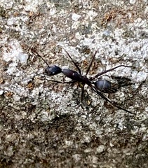 Camponotus lespesii