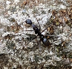 Camponotus lespesii