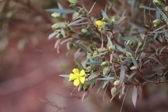 Hibbertia glaberrima