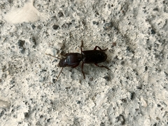 Stenomorphus