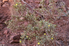 Hibbertia glaberrima
