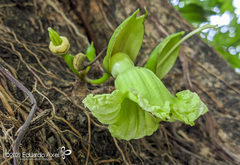 Parmentiera aculeata