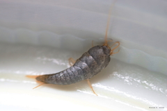 Lepisma