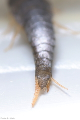 Lepisma