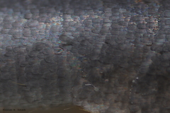 Lepisma