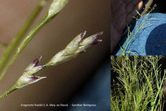 Eragrostis frankii