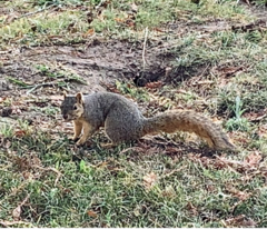 Sciurus niger