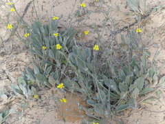 Goodenia robusta