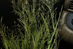 Eragrostis frankii