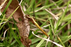 Sympetrum gilvum