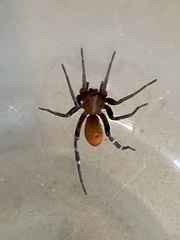 Castianeira alteranda