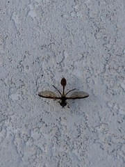 Salpingogaster punctifrons