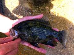 Ambloplites ariommus