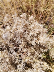 Dasyochloa