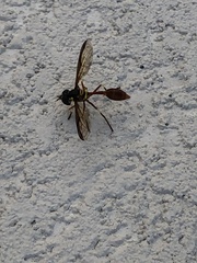 Salpingogaster punctifrons