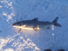 Coregonus clupeaformis