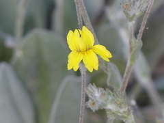 Goodenia robusta