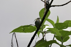 Vireo chivi