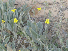 Goodenia robusta