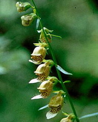 Digitalis laevigata