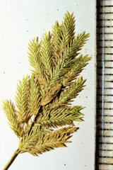 Eragrostis hypnoides