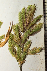 Eragrostis hypnoides