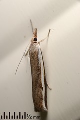 Orocrambus flexuosellus