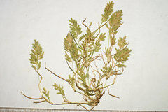 Eragrostis hypnoides