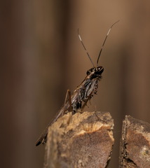 Hapalopeza