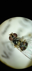 Syrphidae