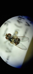 Syrphidae