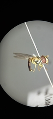 Syrphidae