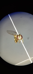 Syrphidae