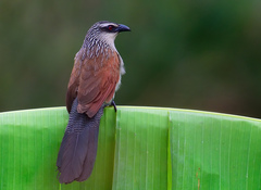 White-Browed Coucal photo 2