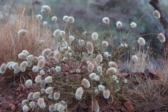Ptilotus clementii