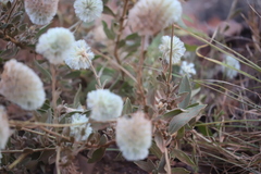 Ptilotus clementii