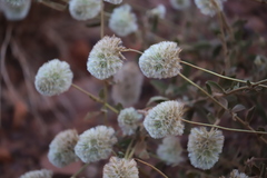 Ptilotus clementii