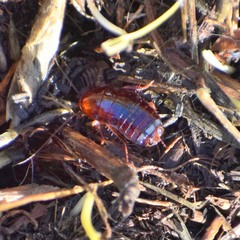 Parcoblatta americana