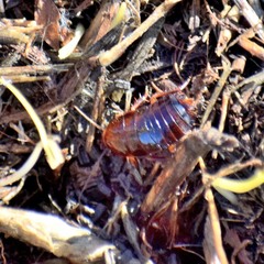 Parcoblatta americana