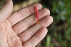 Benthamina alyxifolia