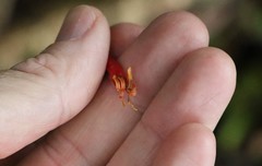 Benthamina alyxifolia