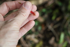 Benthamina alyxifolia