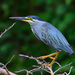 Striated Heron - Photo (c) Ad Konings, some rights reserved (CC BY-NC), uploaded by Ad Konings