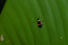 Paratriarius