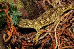 Mokopirirakau southern forest