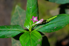 Spigelia hamelioides image