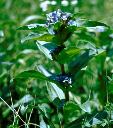 horec krížatý (Gentiana cruciata)