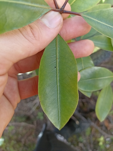 Image of Pittosporum umbellatum by (c) Oscar Dove, some rights reserved (CC BY)